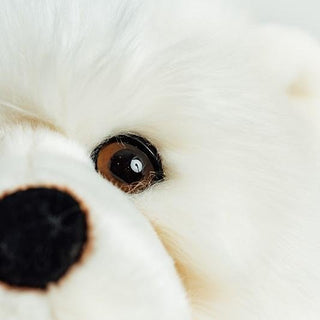 Ma peluche Ours Jules