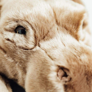 Détail d'un œil de peluche hippopotame, haut de gamme, fabriqué en Italie, La Pelucherie