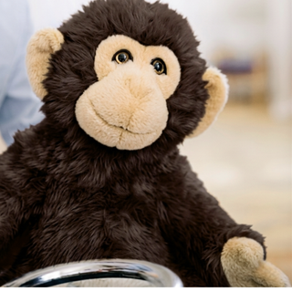 Monkey Marcel