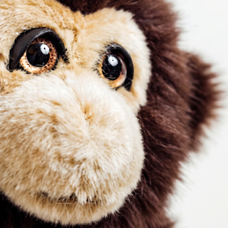 Monkey Marcel