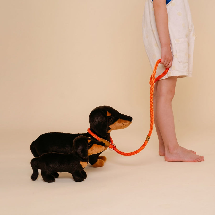 Nos Peluches Chiens