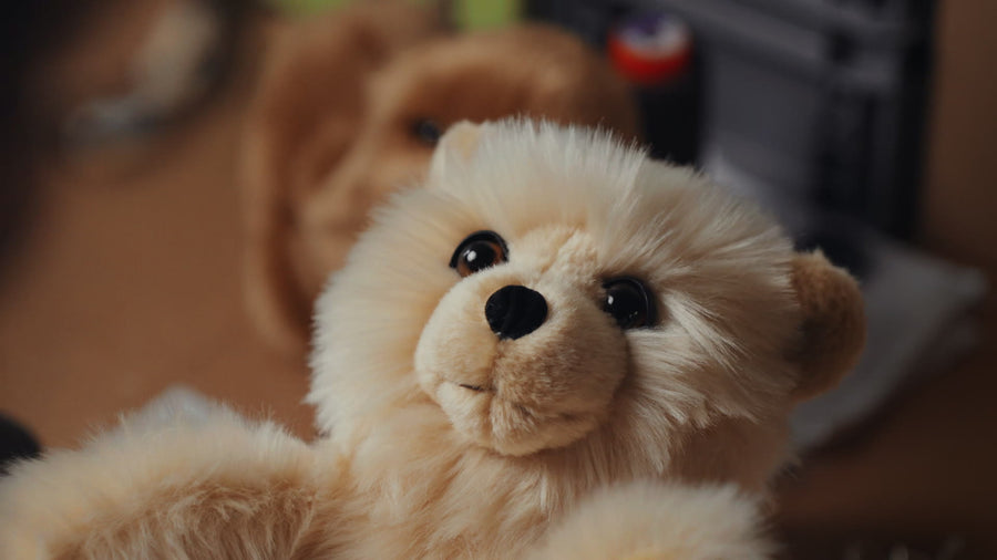 La Pelucherie a 50 ans