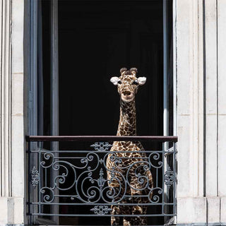 Ma peluche Girafe Zoé